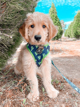 Load image into Gallery viewer, You Prickle My Fancy - Adjustable Harness