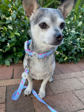 Load image into Gallery viewer, Miami Vice- Collar