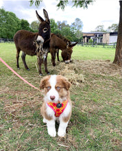 Load image into Gallery viewer, Flower Power - Adjustable Harness