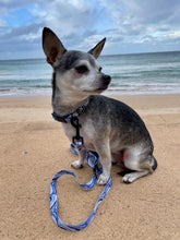 Load image into Gallery viewer, Blue Zebra- Collar