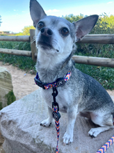 Load image into Gallery viewer, Groovy Baby - Collar