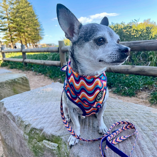 Groovy Baby - Bandana