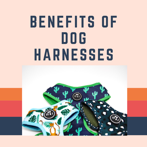 Benefits of Dog Harnesses