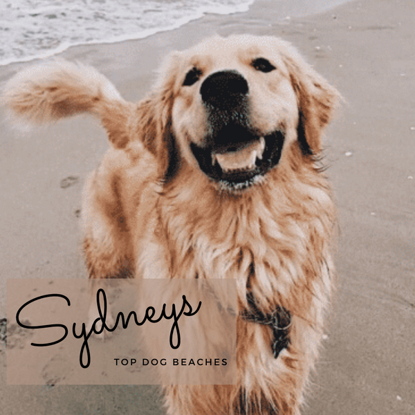 Sydney's Top 5 Dog friendly beaches