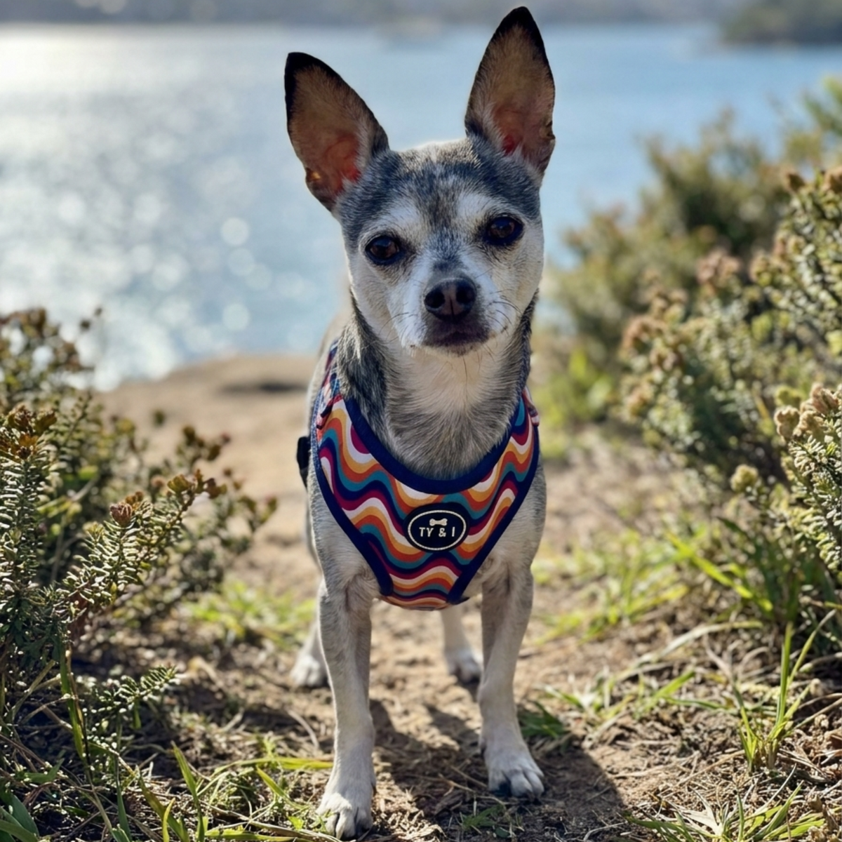 Groovy Baby - Adjustable Harness