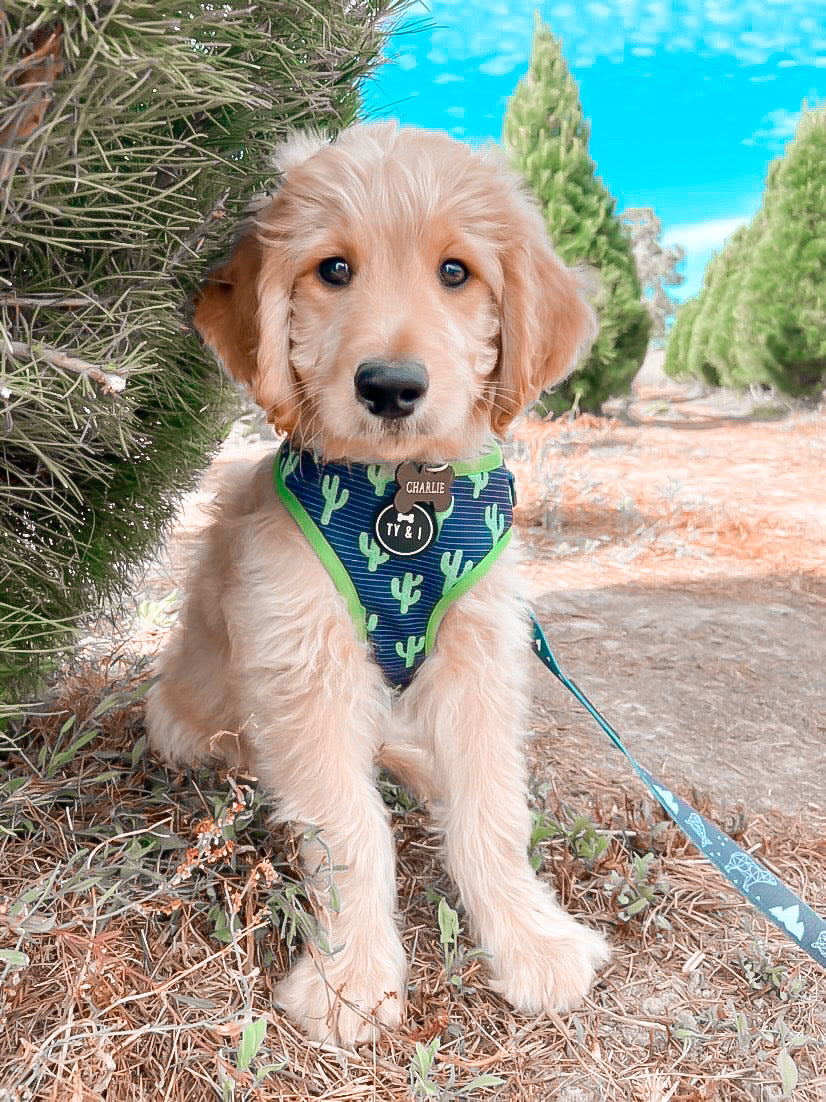 You Prickle My Fancy - Adjustable Harness