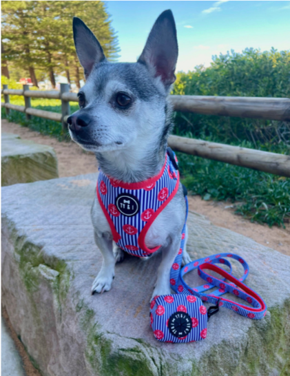 Ships Ahoy - Adjustable Harness