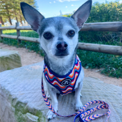 Groovy Baby - Adjustable Harness