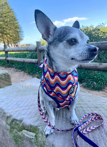 Groovy Baby - Bandana