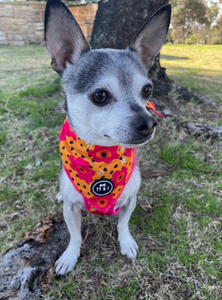 Flower Power - Bandana