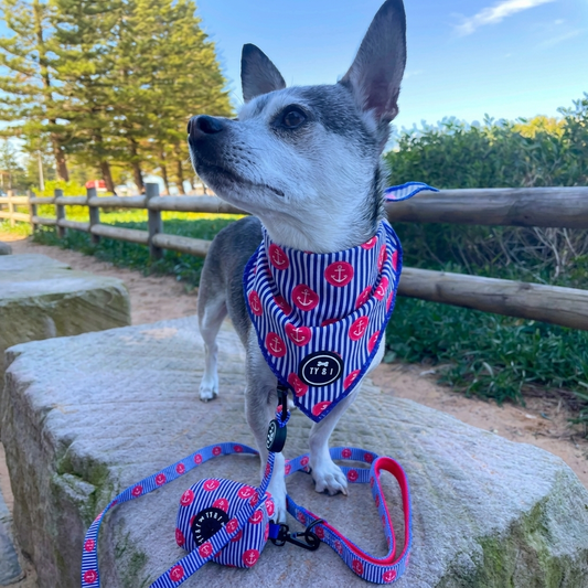 Ships Ahoy - Bandana